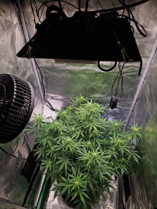 Wedding Glue - Super soil (Lurpe). Week 7