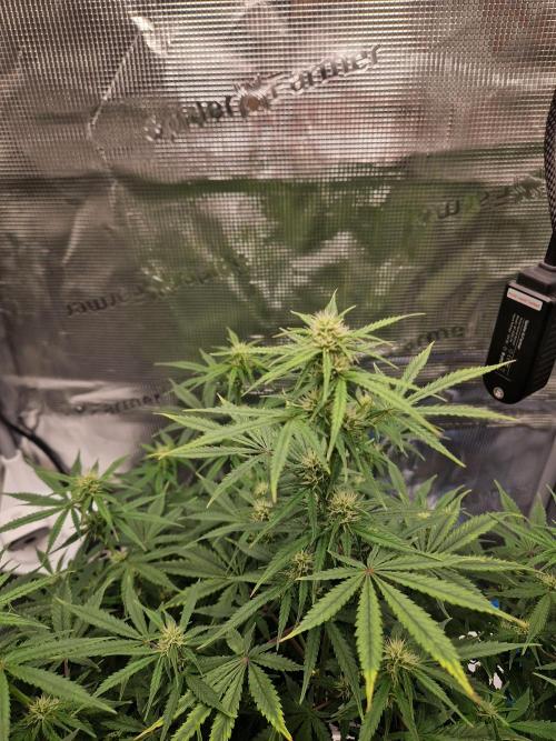 Wedding Glue - Super soil (Lurpe). Week 7