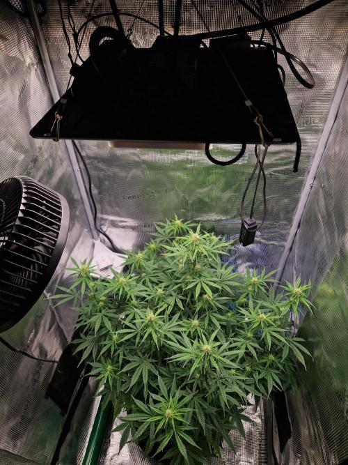 Wedding Glue - Super soil (Lurpe). Week 7