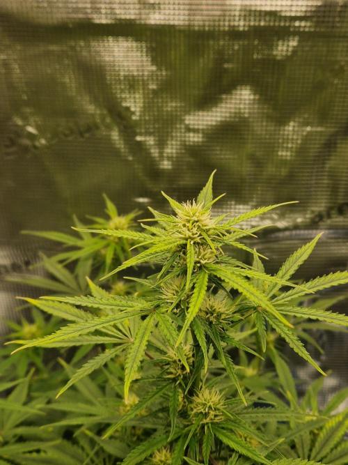 Grow Tent 2'x2' (70x70x160cm). Week 7