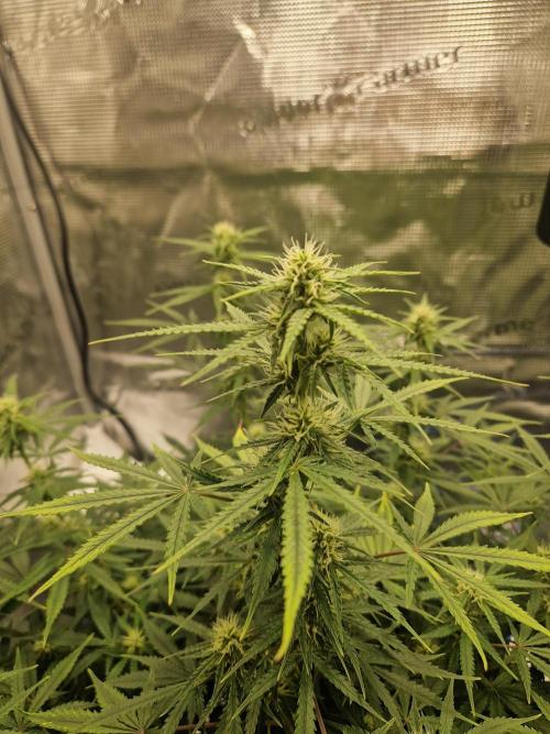 Wedding Glue - Super soil (Lurpe). Week 8