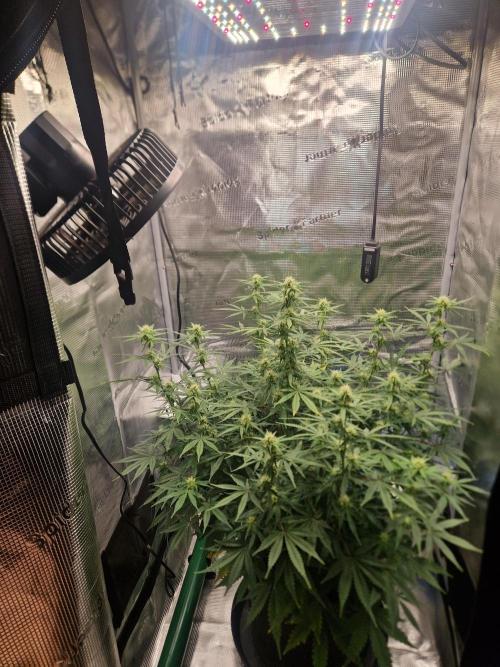 Wedding Glue - Super soil (Lurpe). Week 8