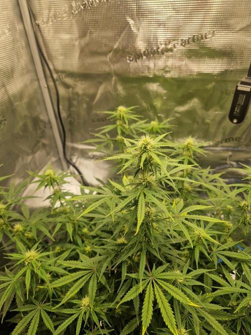 Grow Tent 2'x2' (70x70x160cm). Week 8