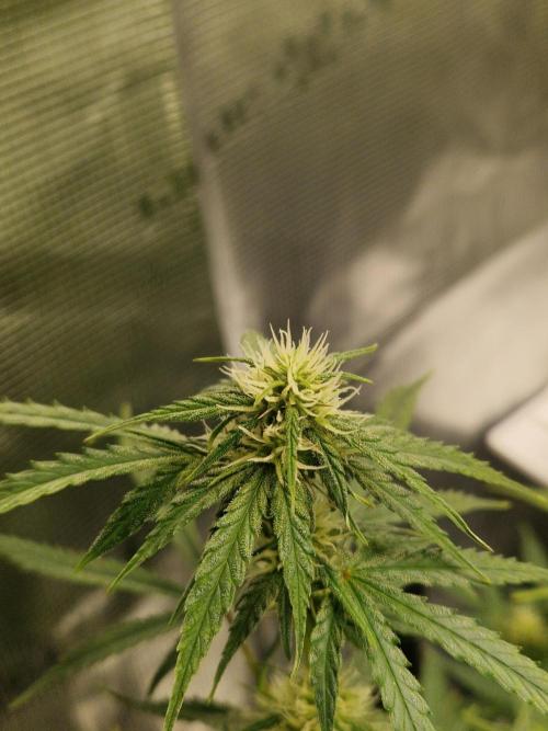 Wedding Glue - Super soil (Lurpe). Week 8