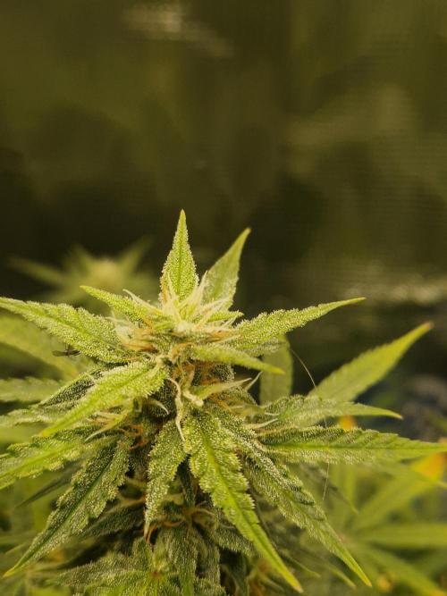 Wedding Glue - Super soil (Lurpe). Week 9