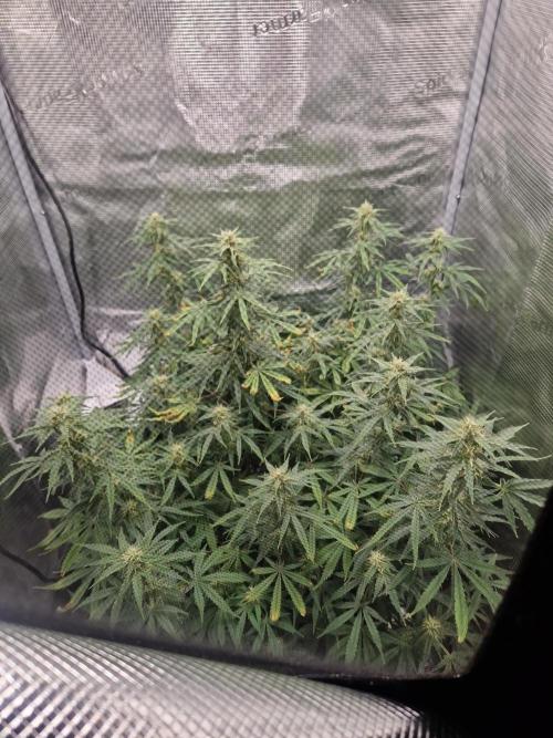 Wedding Glue - Super soil (Lurpe). Week 9