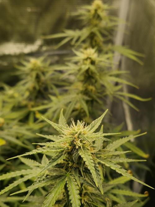 Wedding Glue - Super soil (Lurpe). Week 9