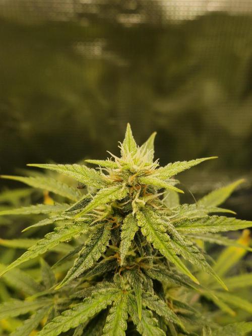 Wedding Glue - Super soil (Lurpe). Week 9