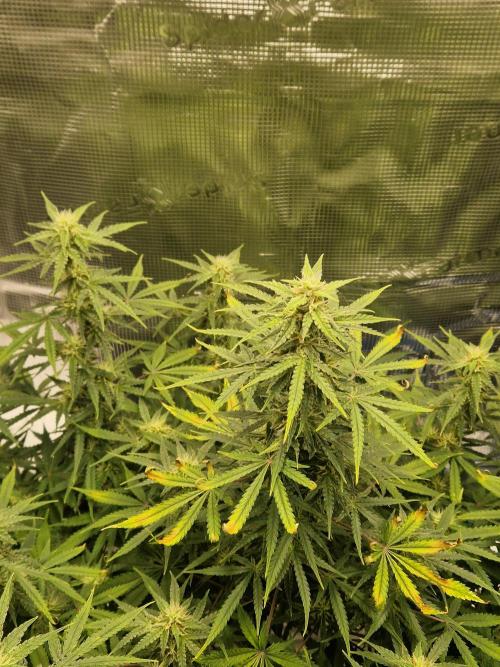Grow Tent 2'x2' (70x70x160cm). Week 9