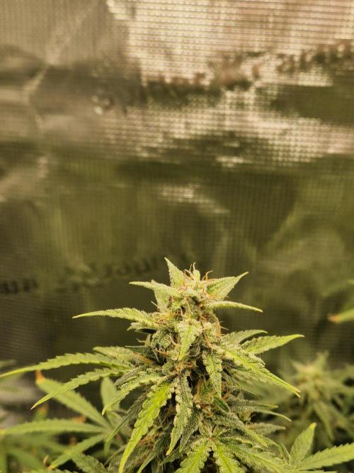 Wedding Glue - Super soil (Lurpe). Week 10