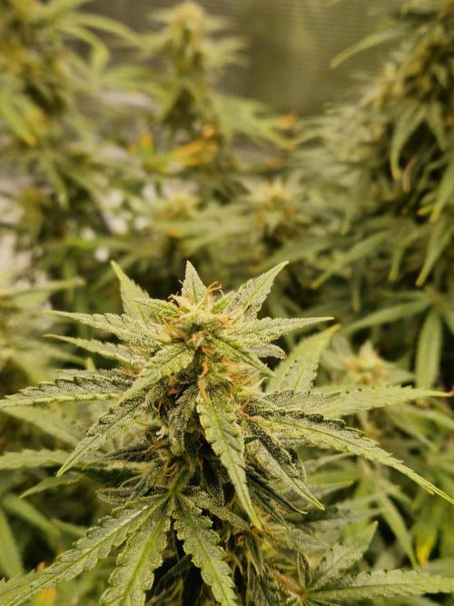 Wedding Glue - Super soil (Lurpe). Week 10