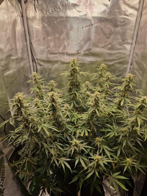 Wedding Glue - Super soil (Lurpe). Week 10