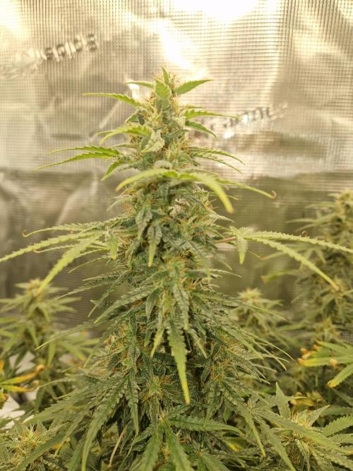 Wedding Glue - Super soil (Lurpe). Week 10