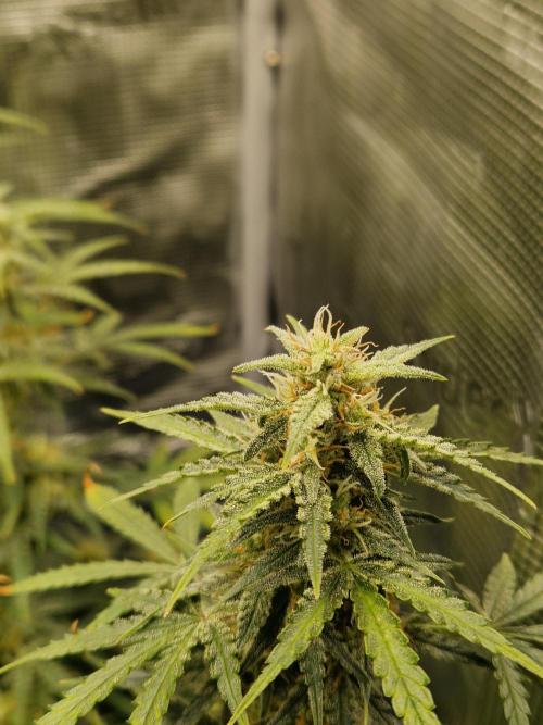 Wedding Glue - Super soil (Lurpe). Week 10
