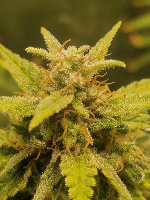 Wedding Glue - Super soil (Lurpe). Week 11