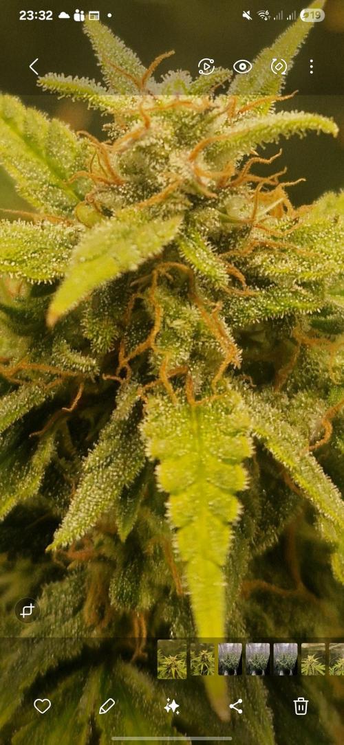 Wedding Glue - Super soil (Lurpe). Week 11
