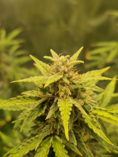 Wedding Glue - Super soil (Lurpe). Week 11