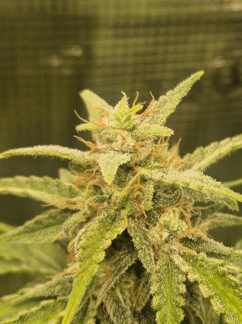 Wedding Glue - Super soil (Lurpe). Week 11