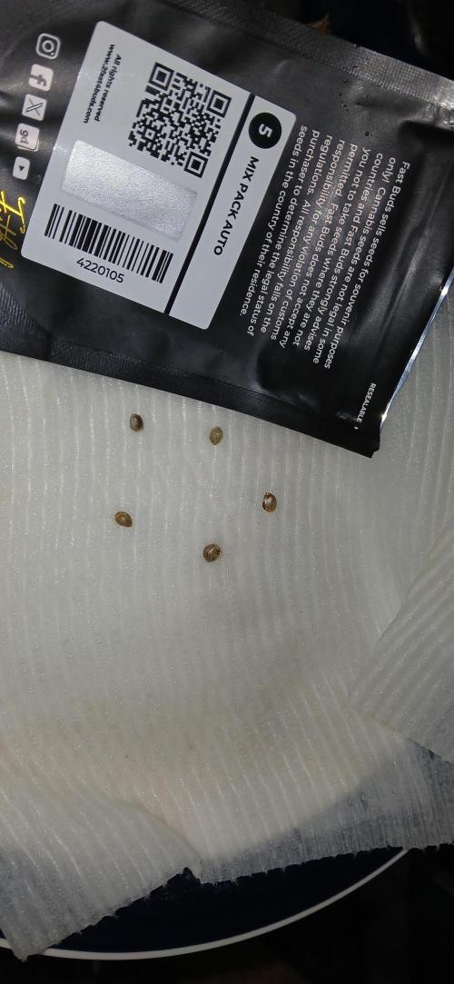 Budduckers tent tales. Week 0 - Germination a fresh Fast buds mixed auto pack for sping outdoor harvest