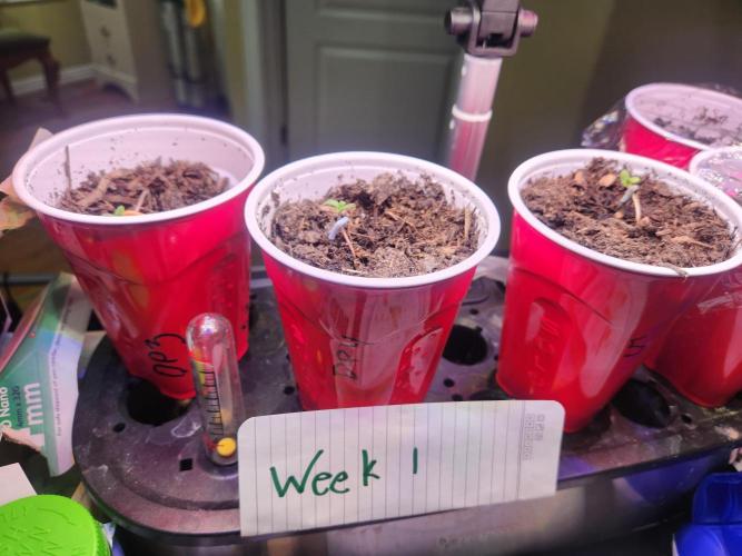 Durban Poison CO grow 2026. Week 0