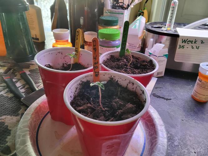 Durban Poison CO grow 2026. Week 0 - 03/16/26
DP1 - 50 mm
DP4 - 36 mm
DP5 - 30 mm
50 mL water
