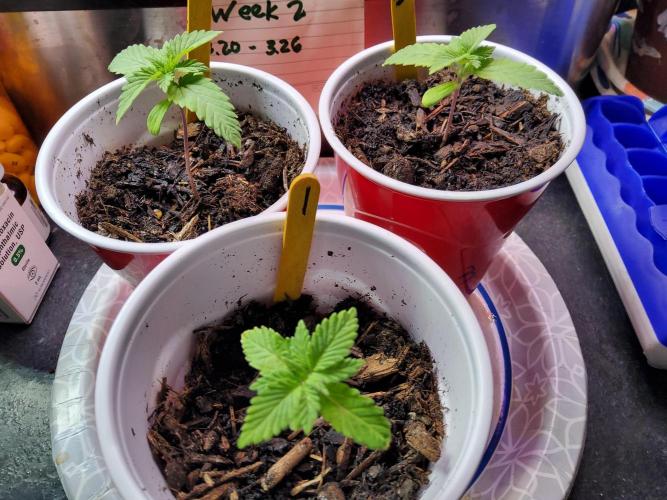 Durban Poison CO grow 2026. Week 2 - DP1, 4, and 5
