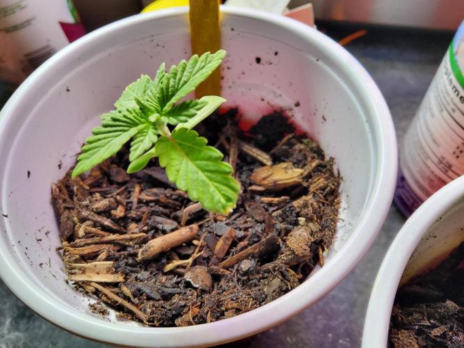 Durban Poison CO grow 2026. Week 2