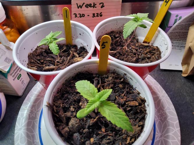 Durban Poison CO grow 2026. Week 2