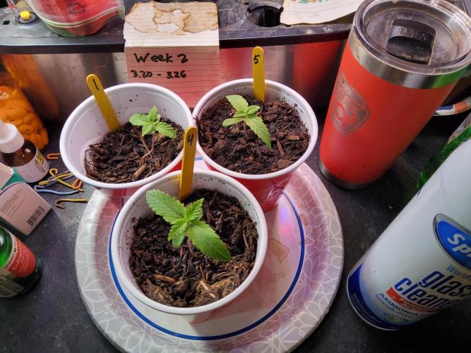 Durban Poison CO grow 2026. Week 2