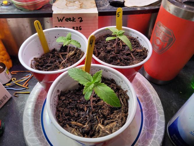 Durban Poison CO grow 2026. Week 2