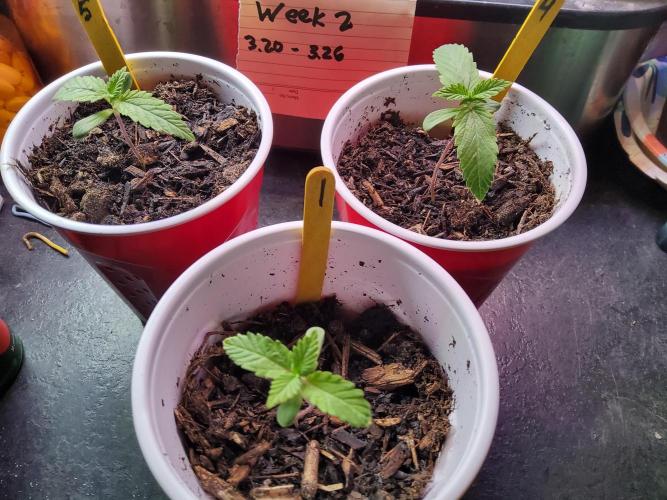 Durban Poison CO grow 2026. Week 2