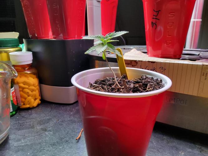 Durban Poison CO grow 2026. Week 3