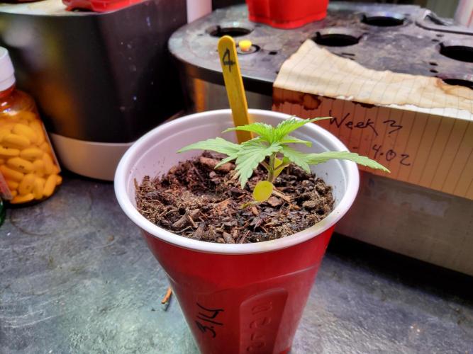 Durban Poison CO grow 2026. Week 3