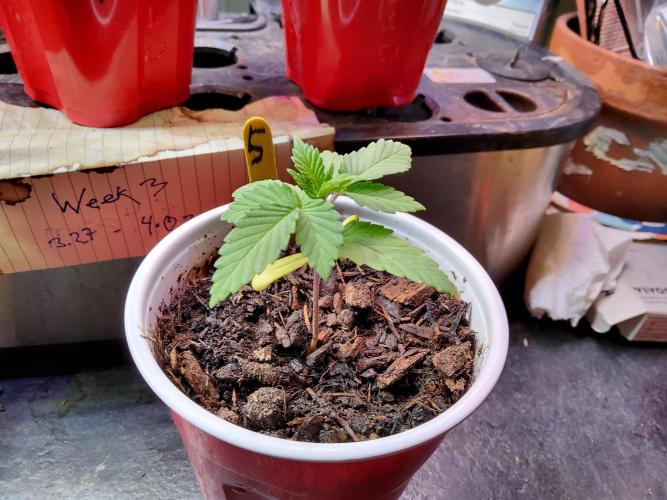 Durban Poison CO grow 2026. Week 3