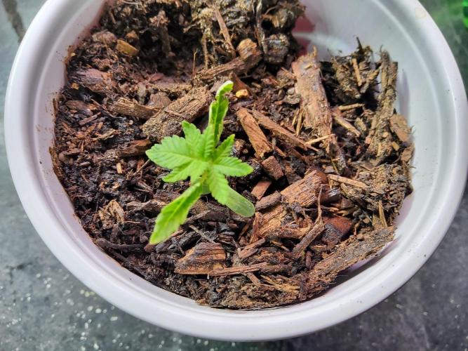 Durban Poison CO grow 2026. Week 3