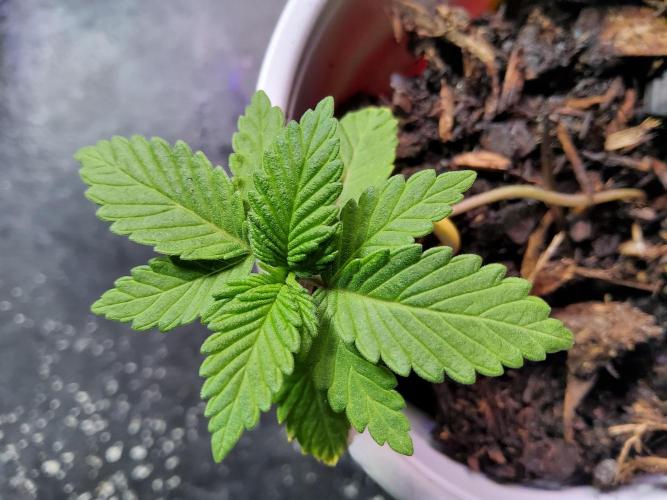 Durban Poison CO grow 2026. Week 3