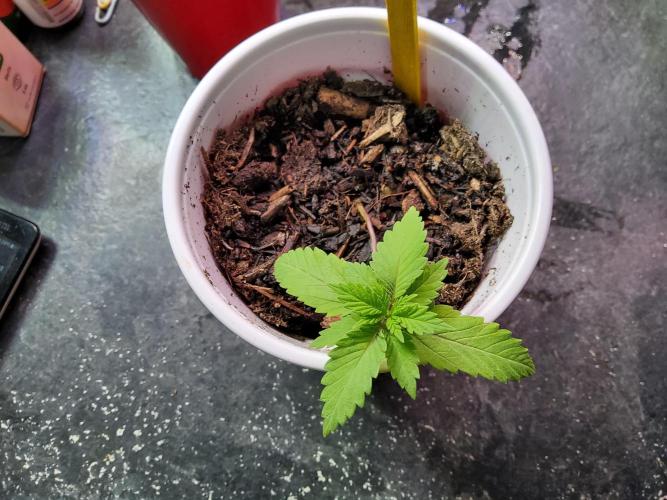 Durban Poison CO grow 2026. Week 3