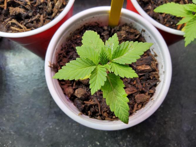 Durban Poison CO grow 2026. Week 3