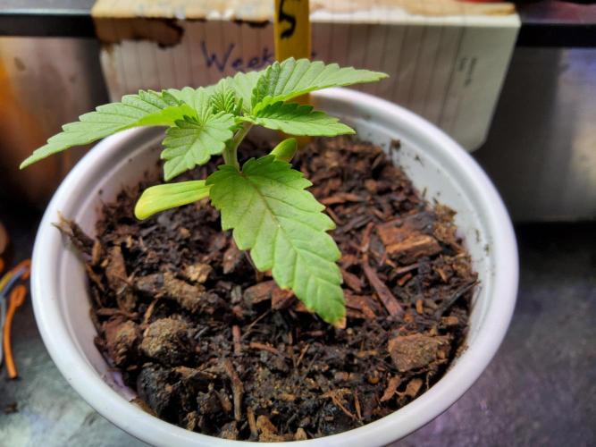Durban Poison CO grow 2026. Week 3