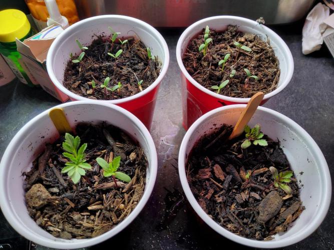 Durban Poison CO grow 2026. Week 3
