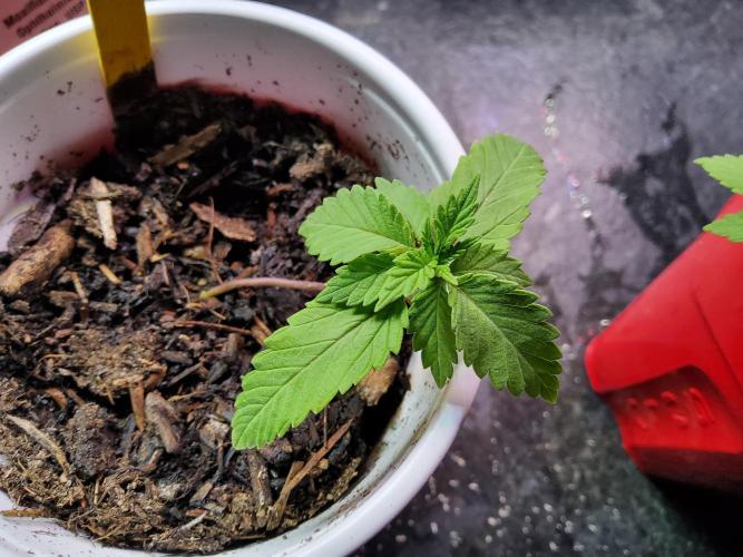 Durban Poison CO grow 2026. Week 3