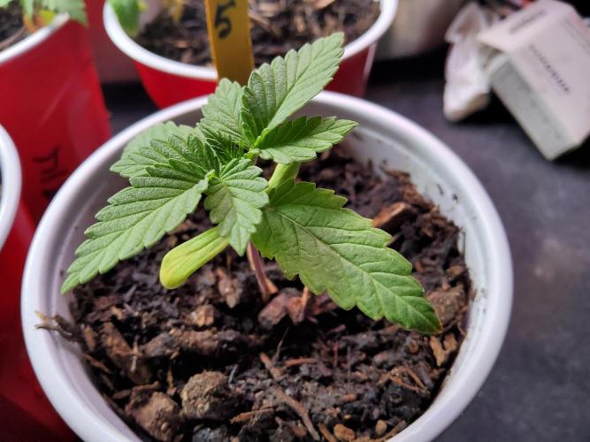 Durban Poison CO grow 2026. Week 3