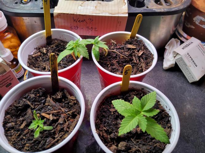 Durban Poison CO grow 2026. Week 3