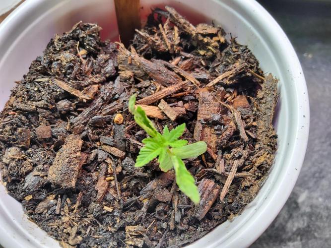 Durban Poison CO grow 2026. Week 3