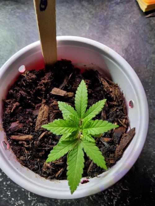 Durban Poison CO grow 2026. Week 4