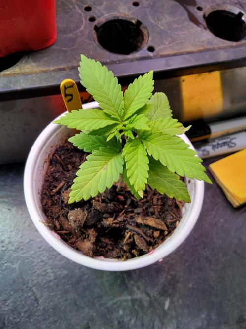 Durban Poison CO grow 2026. Week 4