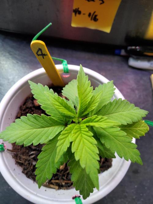 Durban Poison CO grow 2026. Week 4