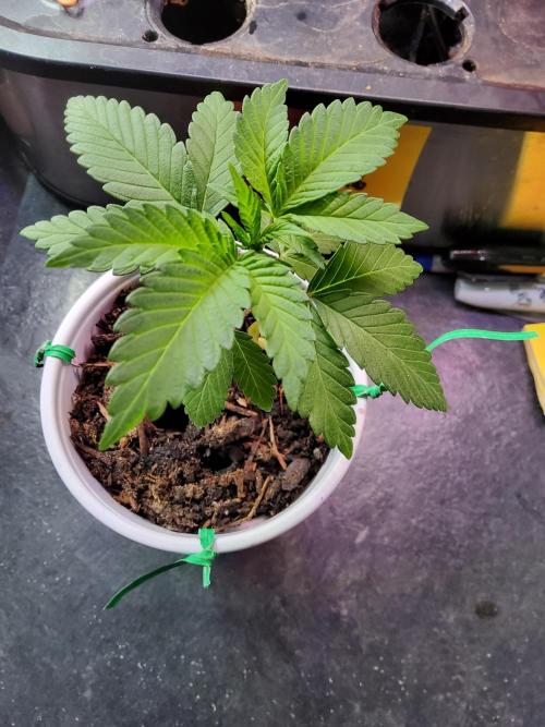 Durban Poison CO grow 2026. Week 4