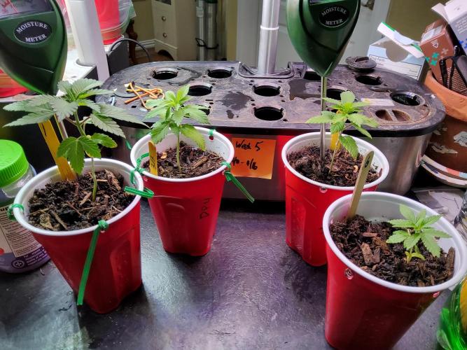 Durban Poison CO grow 2026. Week 4