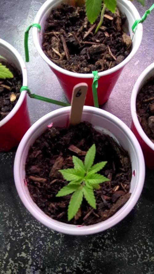 CO grow 2026